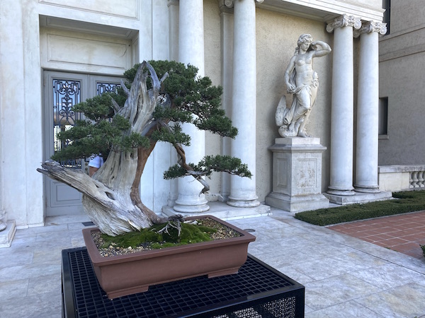 Juniper