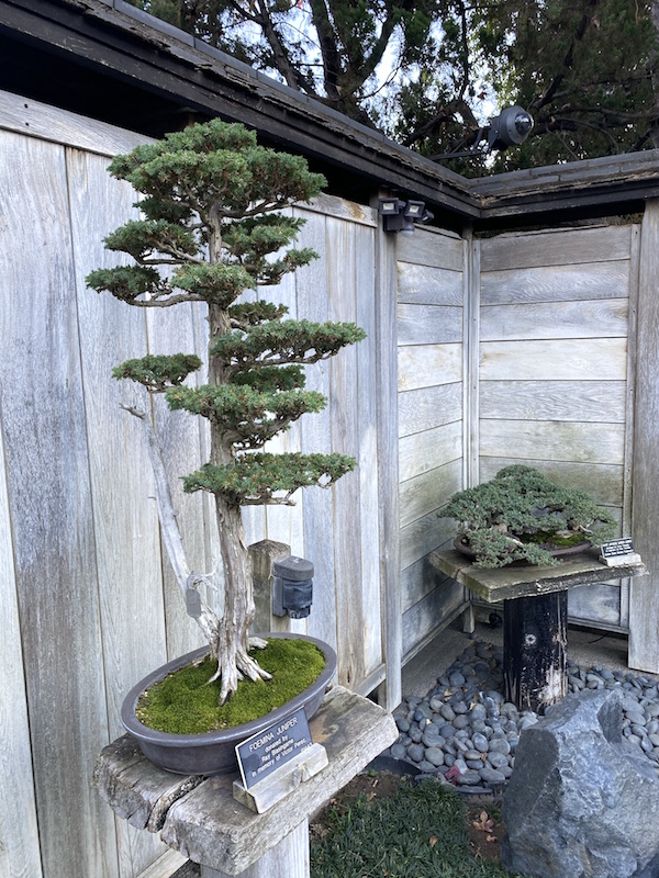 Juniper