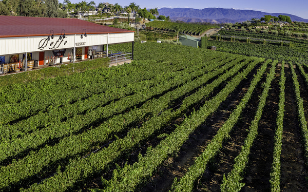 Doffo vineyards