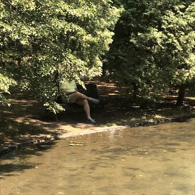 bench hidden by trees attracts user seeking privacy