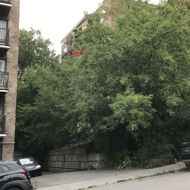 shows the ambiance setting role of trees in an in-between-buildings sloping space