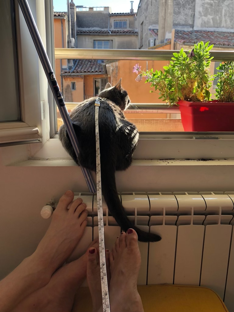 Blue, a gray cat, stares out the window, a leash held by a person off frame.