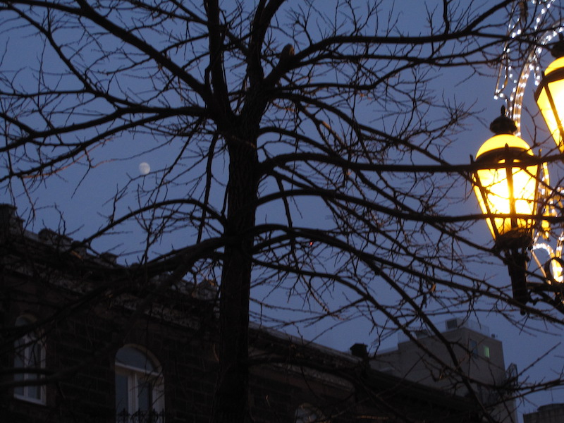 To illustrate how a tree outline can organize the separate visual elements of a street photograph at night fall