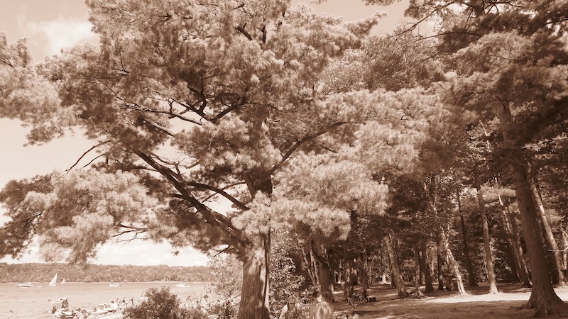to illustrate the way trees are found in natural settings