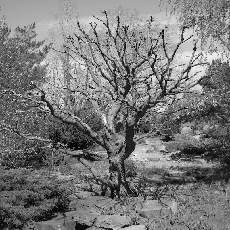 To illustrate how a specimen tree can provide a visual and ecological focus to a simili mountain clearing