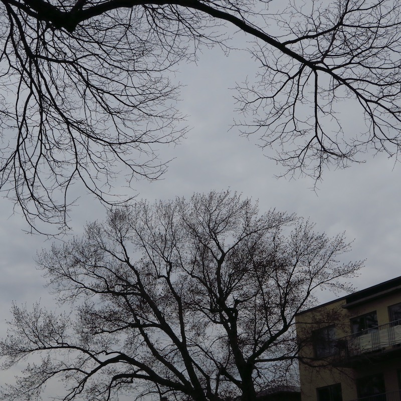 to illustrate how a photograph can bring sky and tree top in a photographic composition