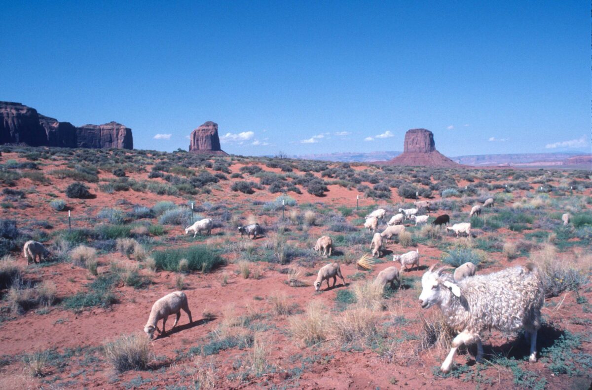 Navajo’s flock of sheep. Monument Valley