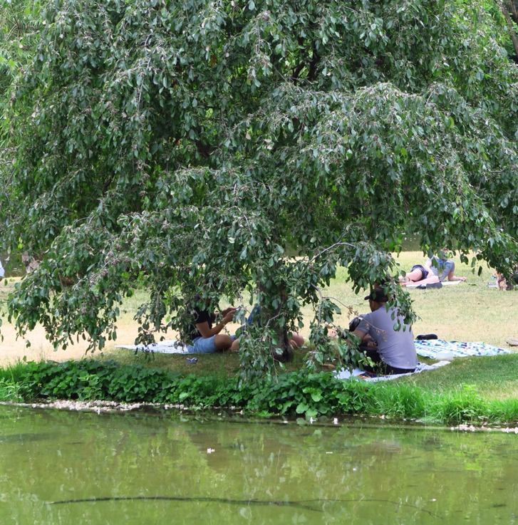 a tree defined informal place