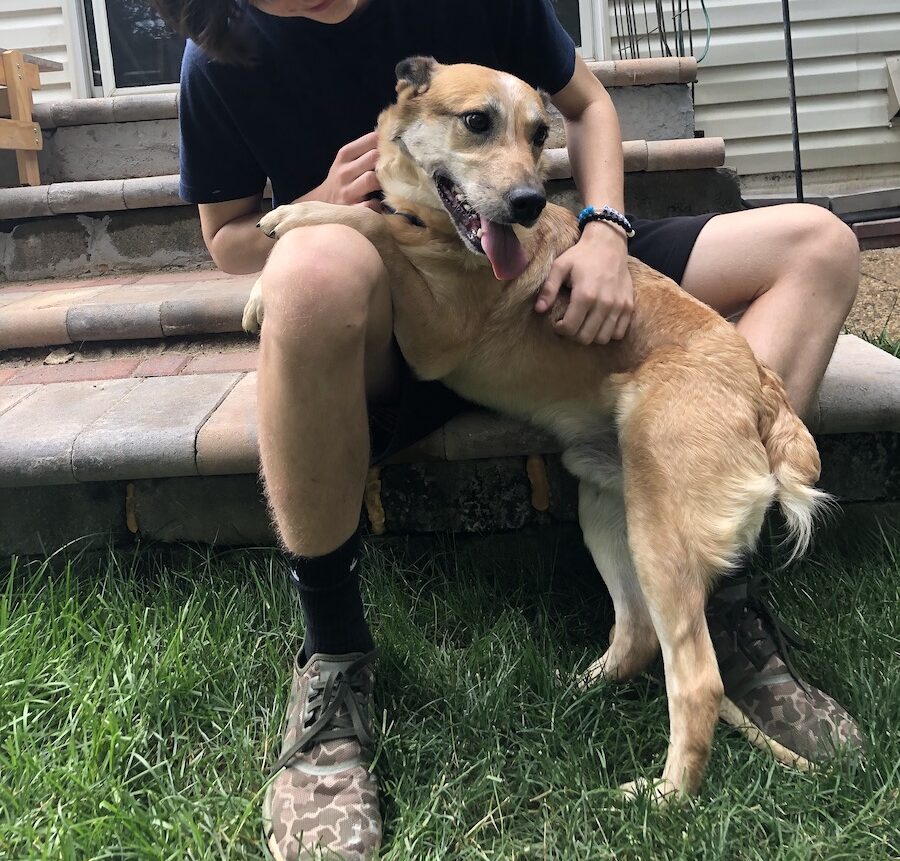 A boy and his best friend. Howie, a beautiful happy brown dog, with his front paws up resting on his human's thigh.