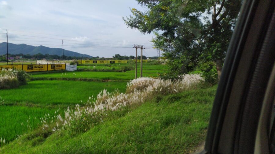 Array of Kans Grass in Bokaro, India.