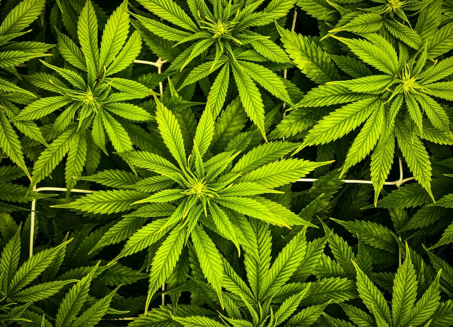 THC