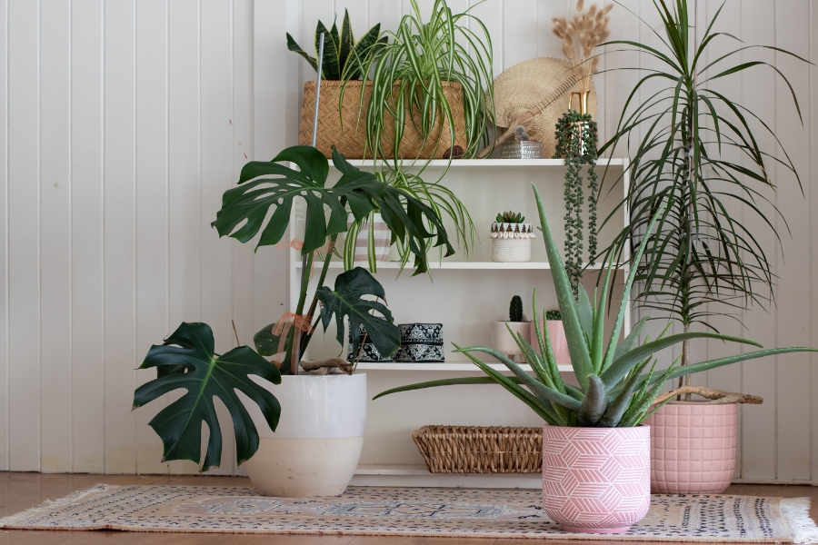 entryway plants