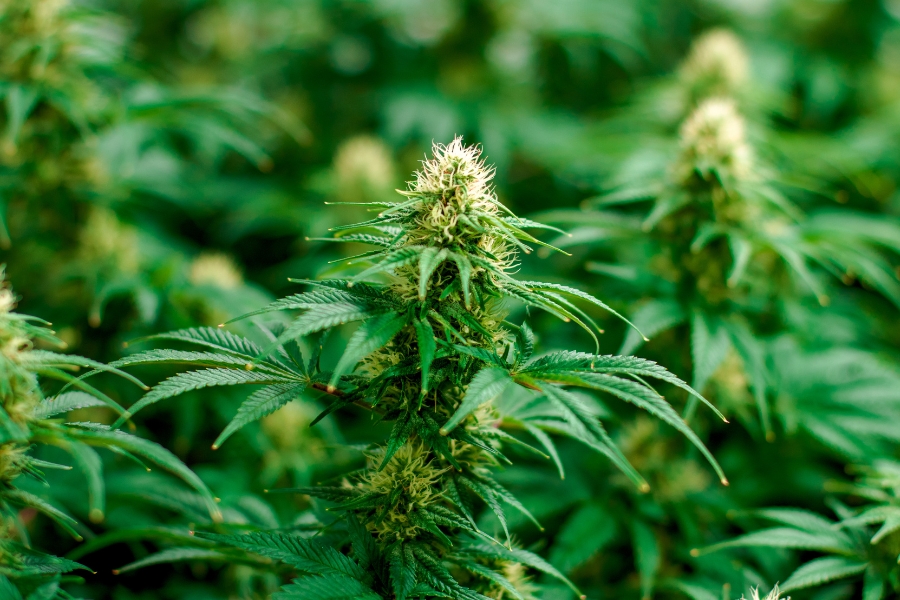 Marijuana plants