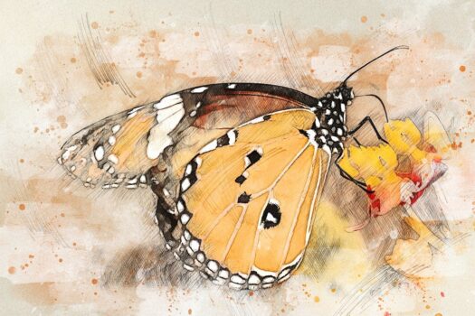 Painting of butterfly.