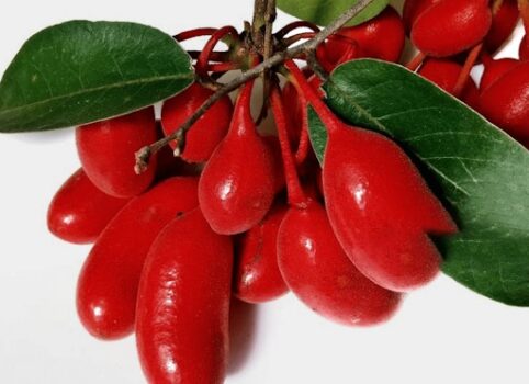 Prostalite ingredient Uvaria.