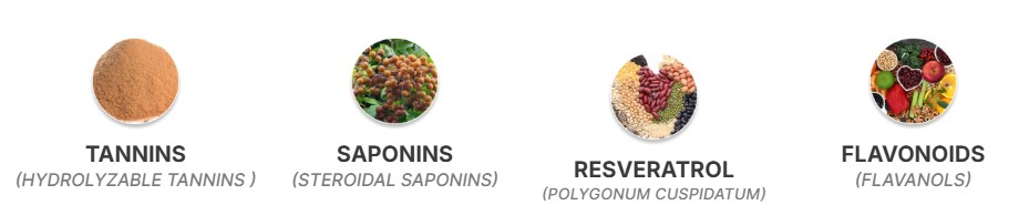 Graphic of Prostapure ingredients.