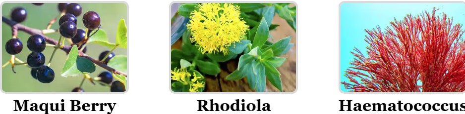 Mitolyn ingredients 1