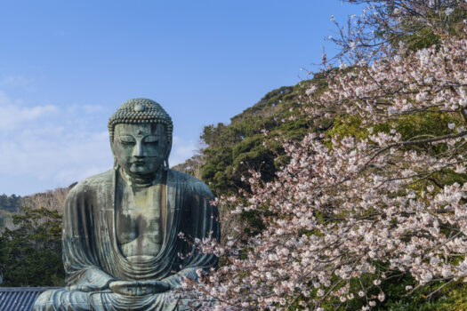 Cherry blossoms in Tokyo.