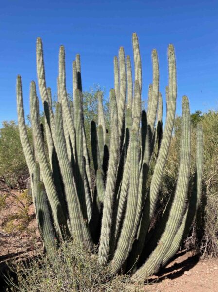 Organ Pipe