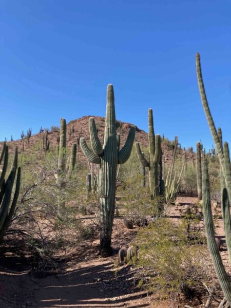 saguaros