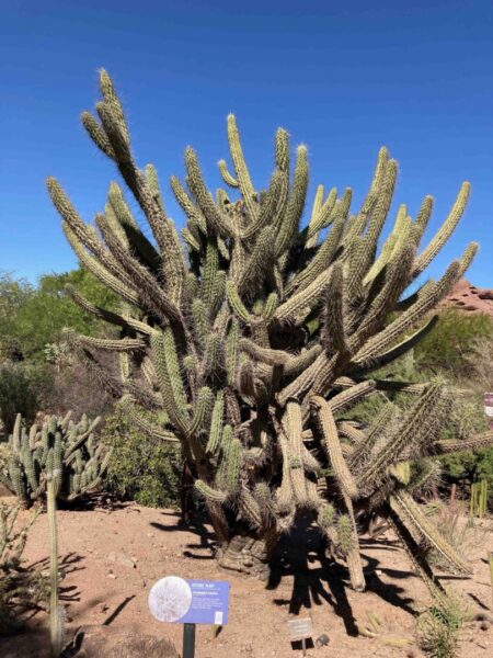 Toothpick cactus