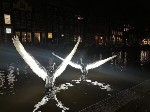 A pair of snow geese 
