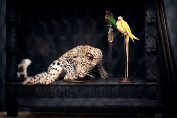 A bird and a leopard 