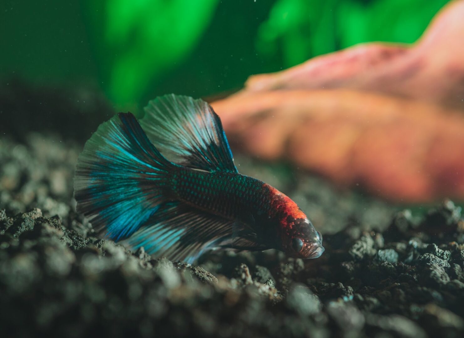 Wild Betta Fish: Discovering Their Natural Habitat and True
