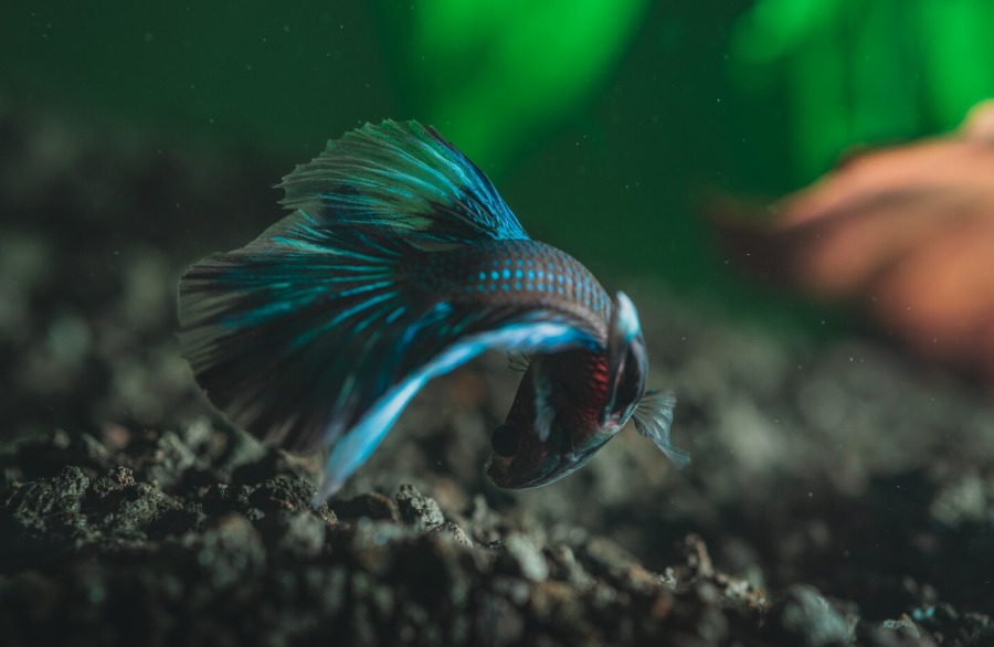 Dark blue and teal fish with flowing fins swimming near rocky substrate in a dimly lit aquarium with green plants behind