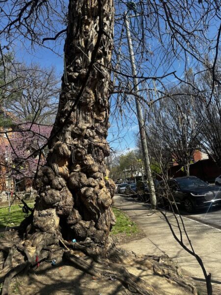 The Witches' Tree - a gnarled tree with trinkets and beads hanging from its branches. 