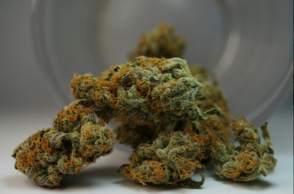 Multiple green cannabis buds with orange hairs resting on a white surface near a round container